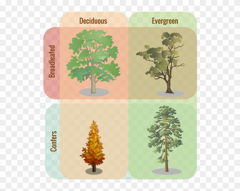 Tree Classifications - Evergreen Trees And Deciduous Trees #1302949