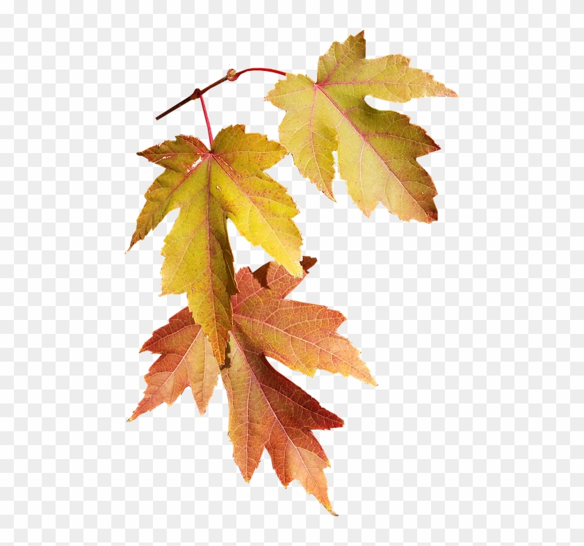 Leaves, Autumn, Fall, Nature, Season, Tree - Autumn #1302962