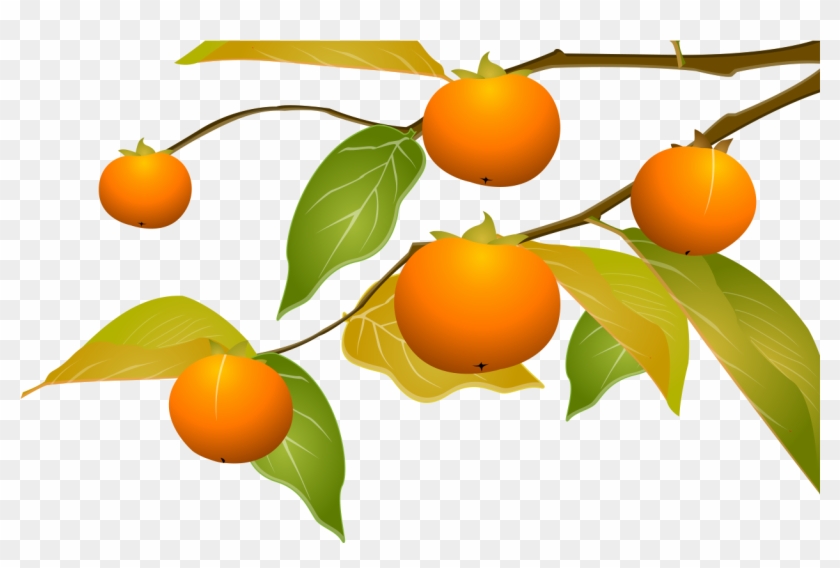 Kumquat Tangerine Persimmon Clementine - Persimmon #1302986