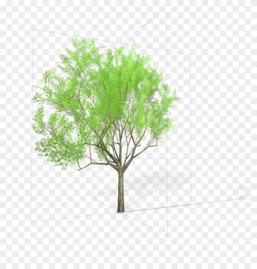 22 Eucalyptus Crebra Tree Royalty-free 3d Model - Tree #1303001