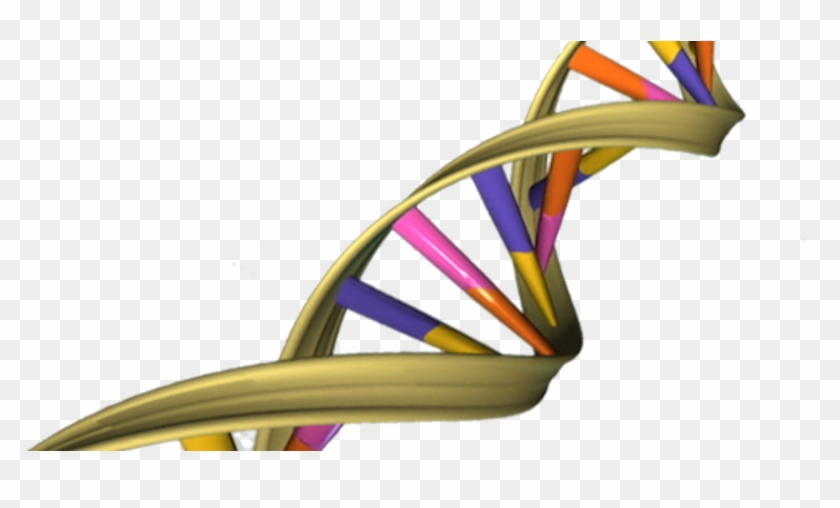 Scientists Want To Get A Handle On Gene Expression - Dna Double Helix #1303133