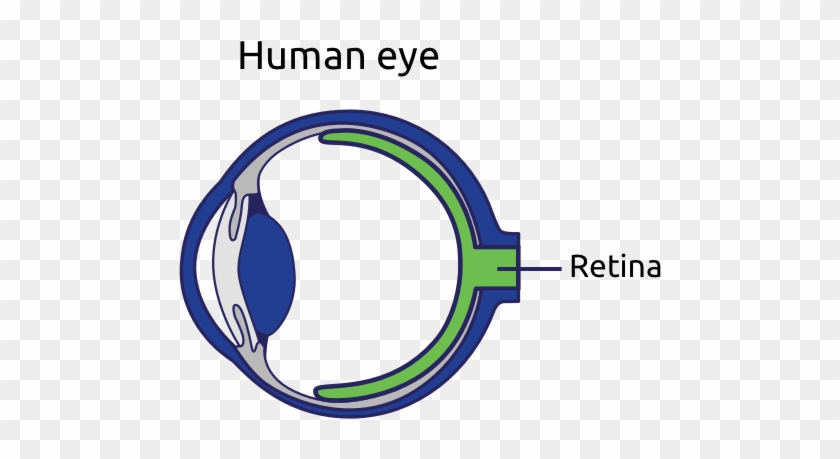 Human Eye Graphic - Circle #1303167
