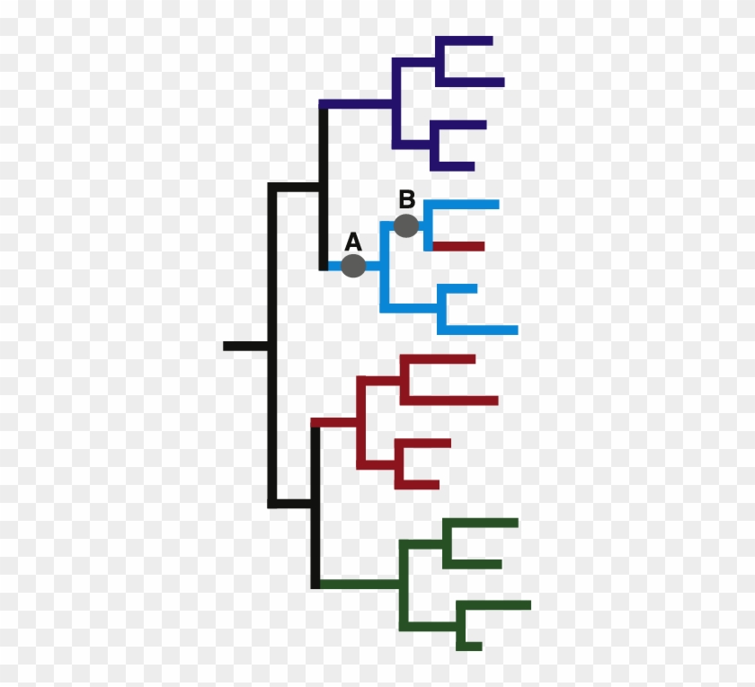 E Schematic Phylogenetic Tree Showing The Best Possible - Phylogenetic Tree #1303222