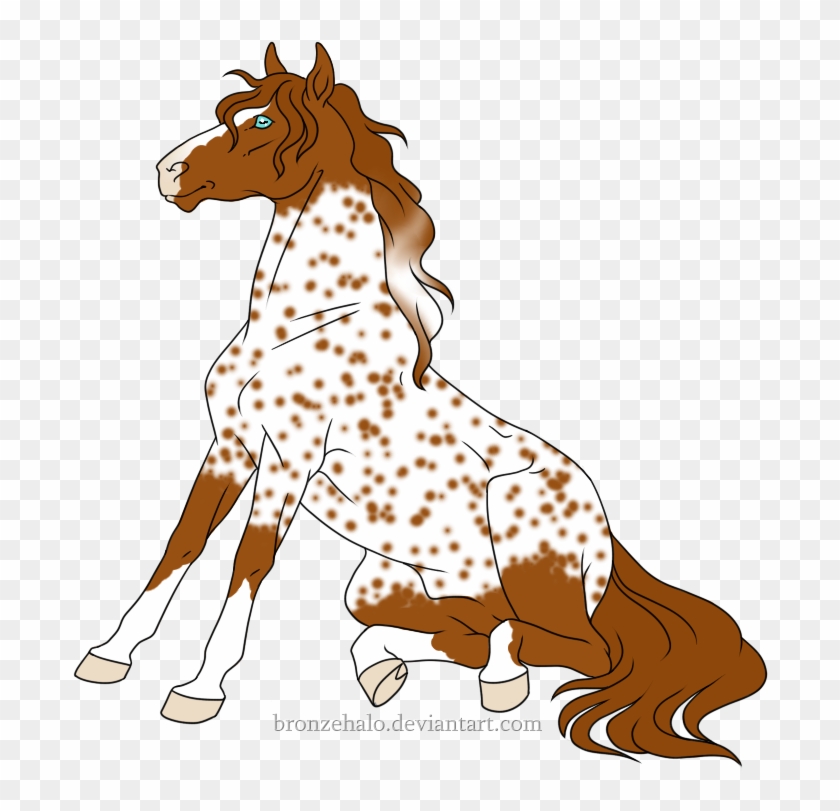 Irish Sport Horse/appaloosa - Irish Sport Horse/appaloosa #1303895