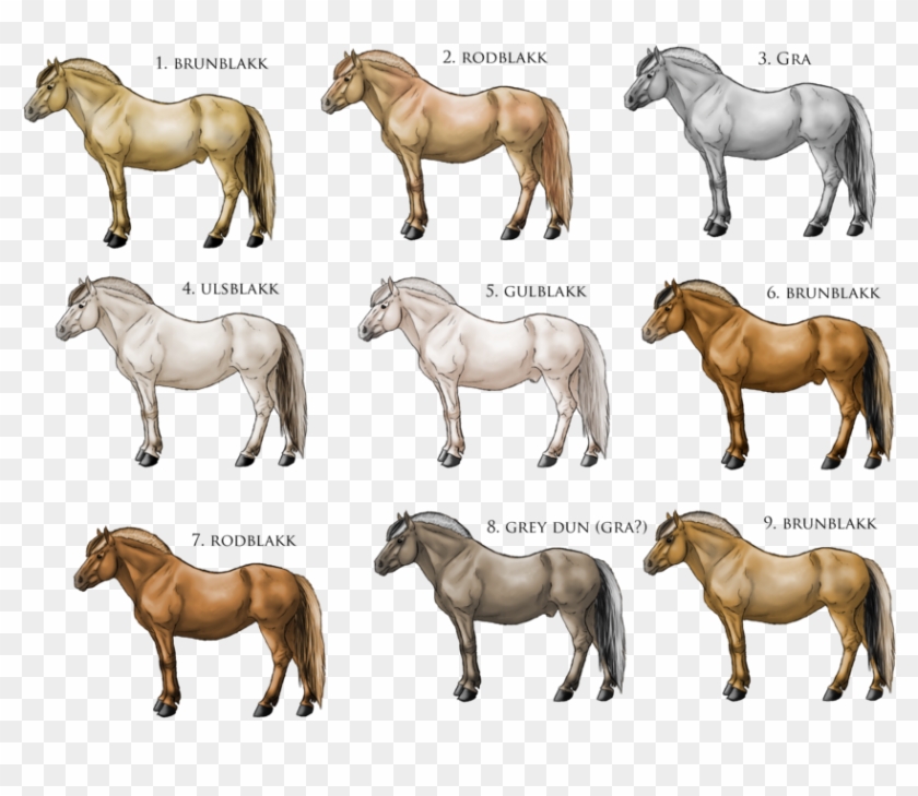 Fjord Coloring - Norwegian Fjord Horse Colors #1303897