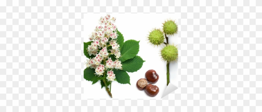Horse-chestnut Flowers, Leaf And Seeds Sticker • Pixers® - Horse Chestnut Tree Flower #1303985
