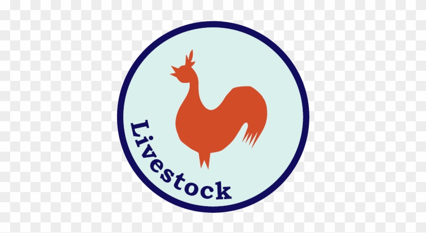 Livestock Certification - Livestock #1304687