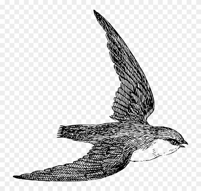 Peregrine Falcon Clipart Svg - Draw A Swift Bird #1305572
