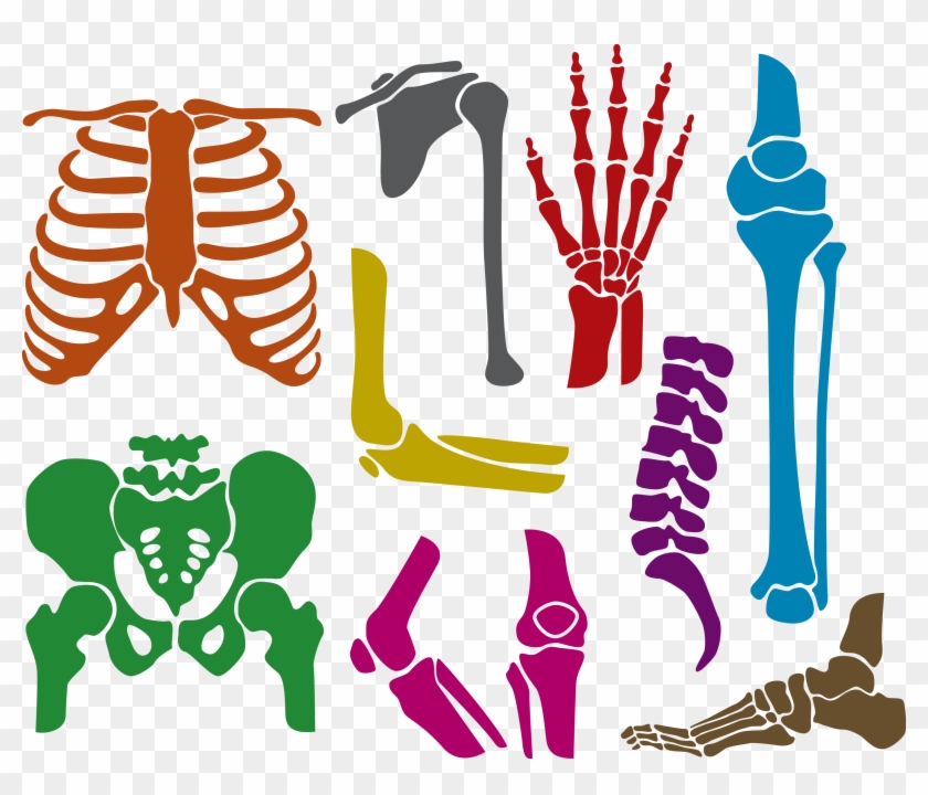 Human Skeleton Bone Euclidean Vector - Gay Flag Rainbow Skeleton Shirt Halloween Lgbt #1306239