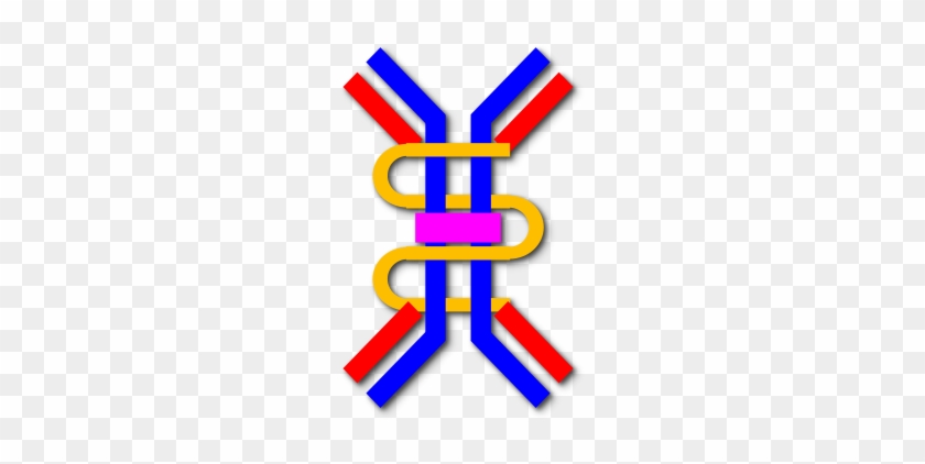 Dimeric Iga Schematic - Iga Antibody #1308406