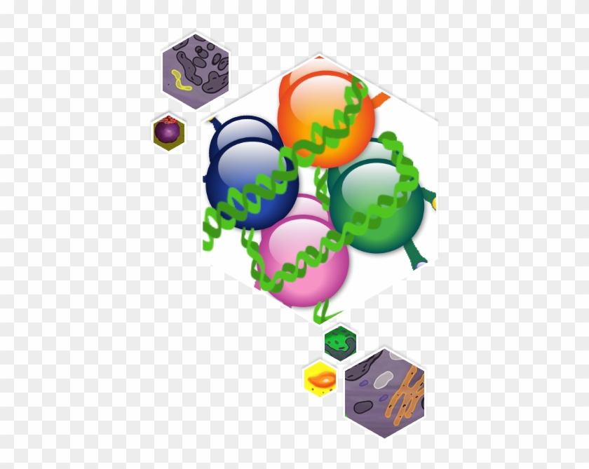 Construction Of A Computable Cell Proliferation Network - Construction Of A Computable Cell Proliferation Network #1309246