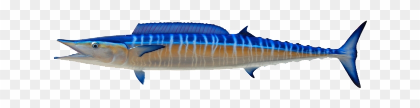 Wahoo - Atlantic Blue Marlin #1309400