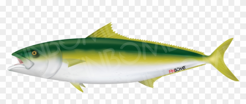 Yellowtail - Albacore Fish #1309451