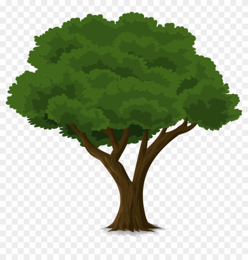 Tree Forest Trunk Nature Leaves Branches O - Community Trees Clip Art #27044