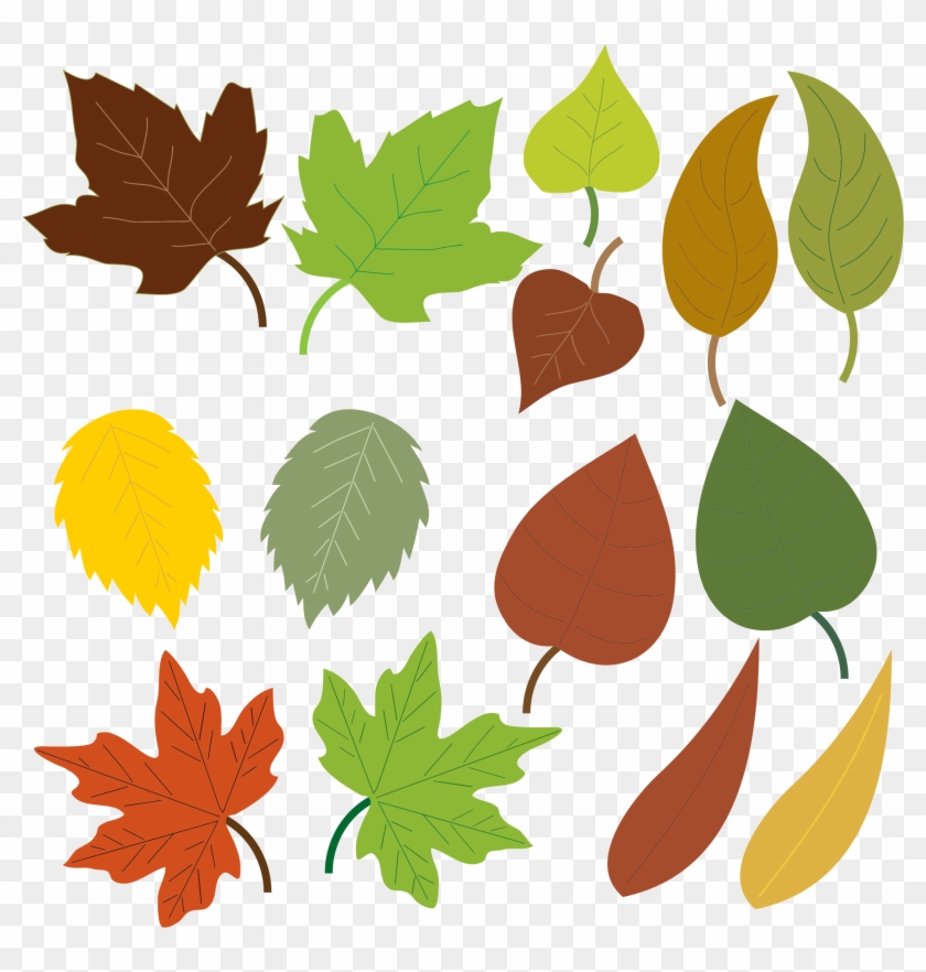 Leaf Clip Art Images - Formas De Hojas De Arboles #27141