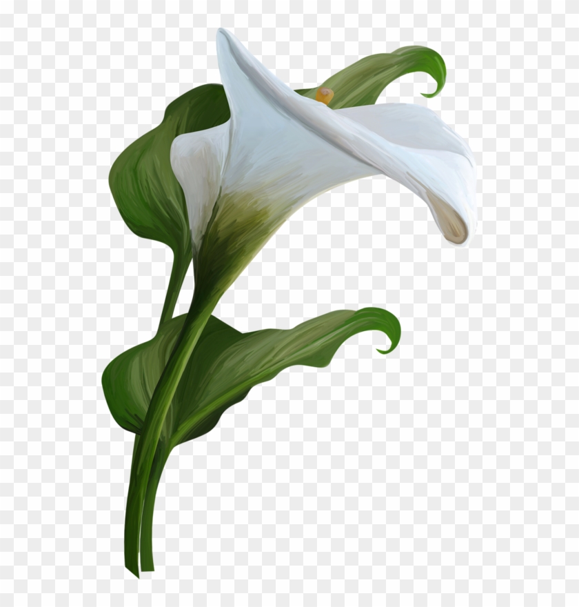 Calla Lily Transparent Background #27172