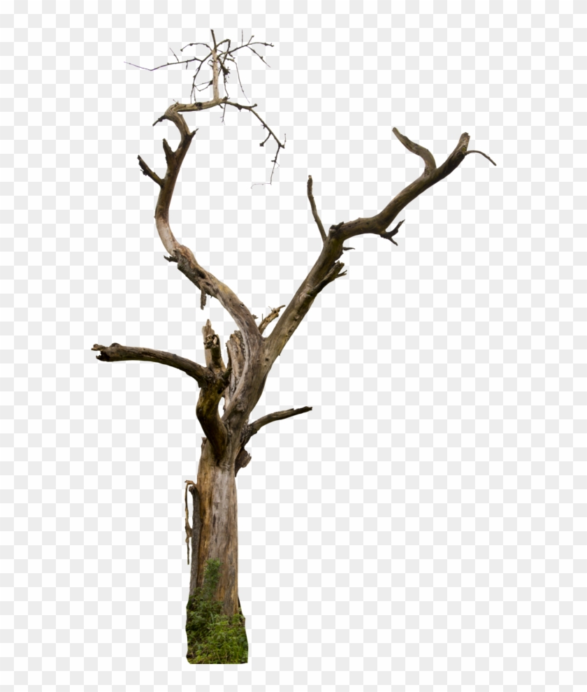 Dead Tree 04 Hq By Gd08 - Dead Tree Png #27182