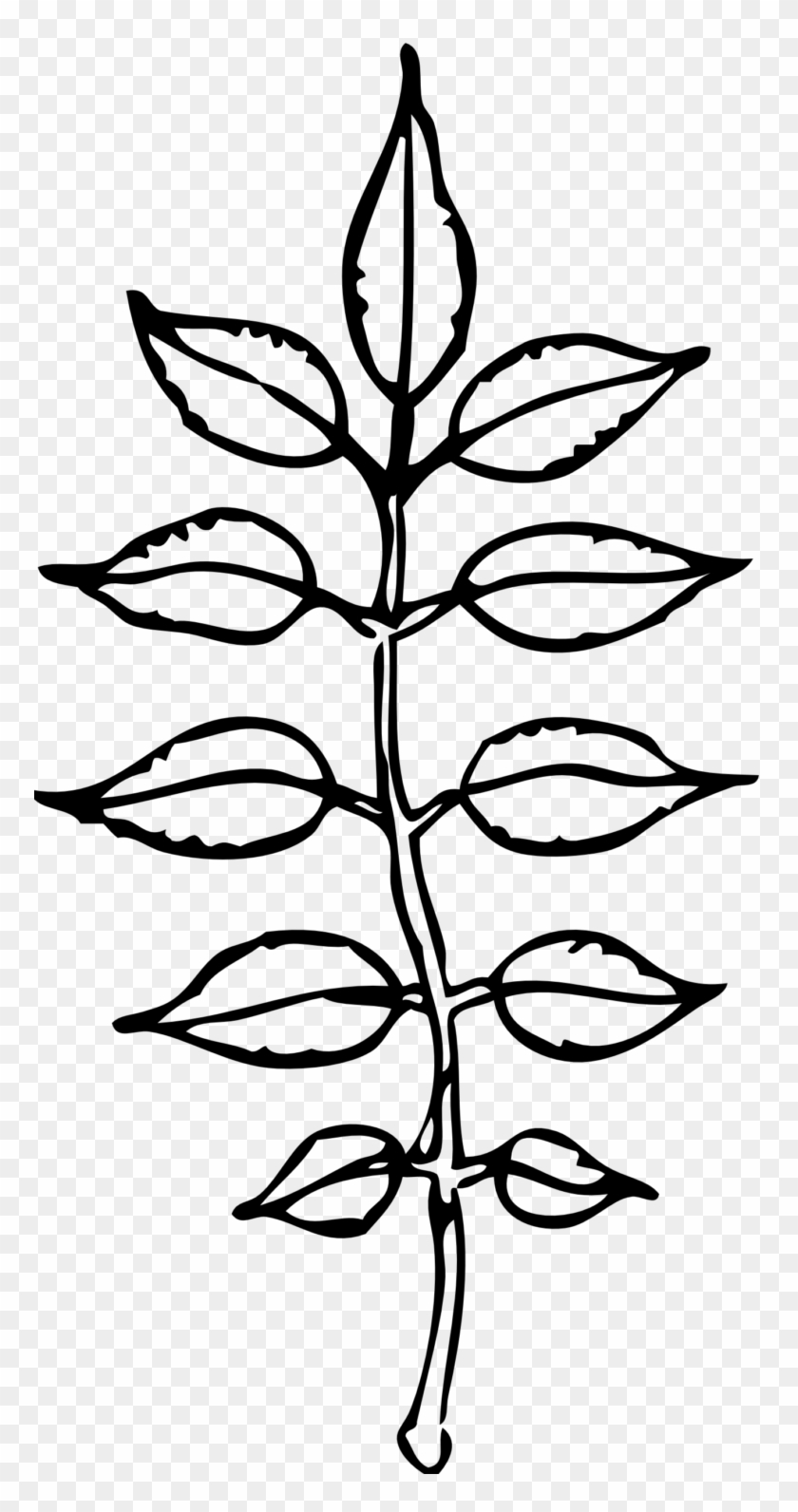 Ash Leaves Black White Line Art Coloring Book Colouring - Clip Art #27366