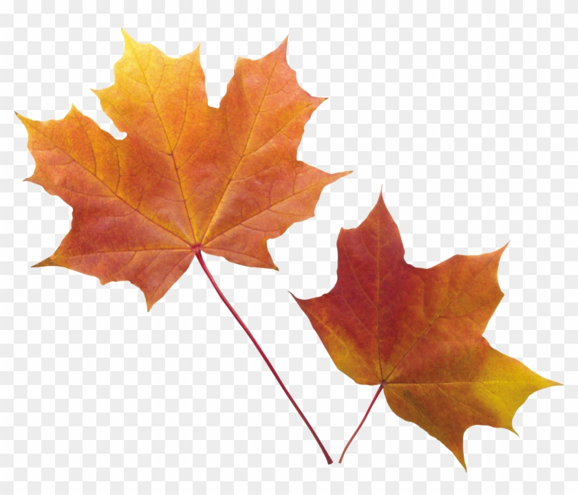 Autumn Png Leaf - Fall Leaves Transparent Background #28077