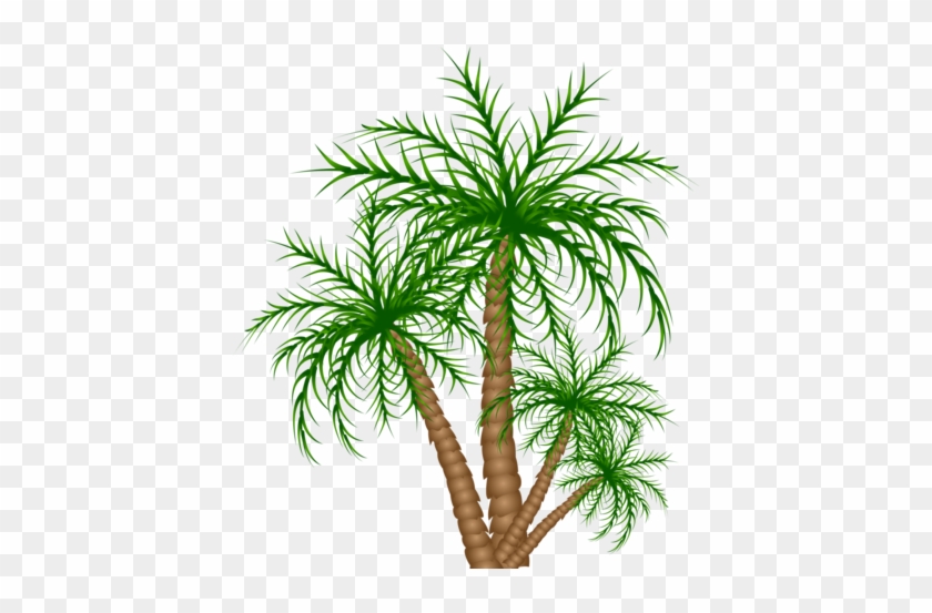 Congo Playfield Palm Trees - Roystonea #28572