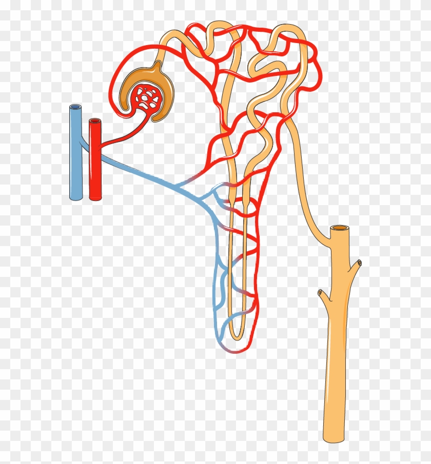 Nephron - Nephron Png #28721