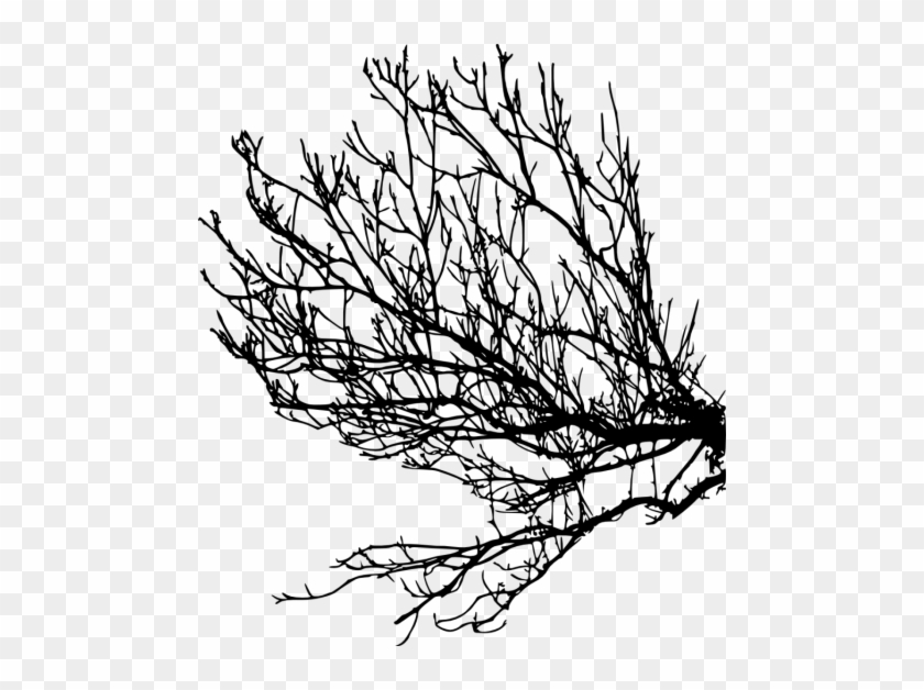 Free Png Tree Branches Silhouette Png Images Transparent - Portable Network Graphics #28980