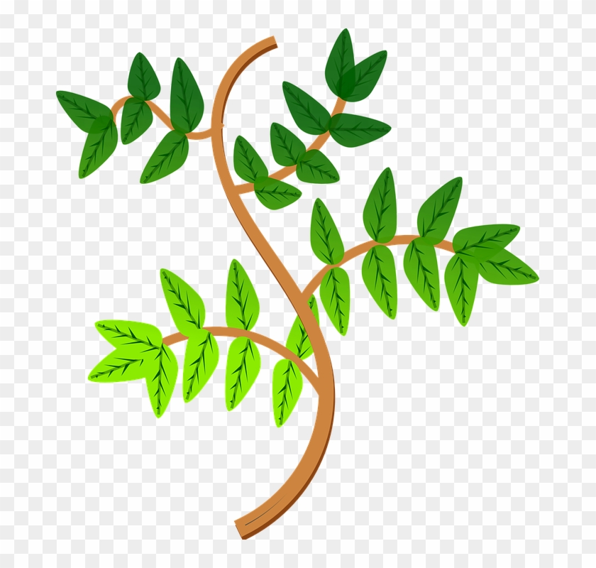 Branch Clipart Leave - Ramas De Una Planta #29153