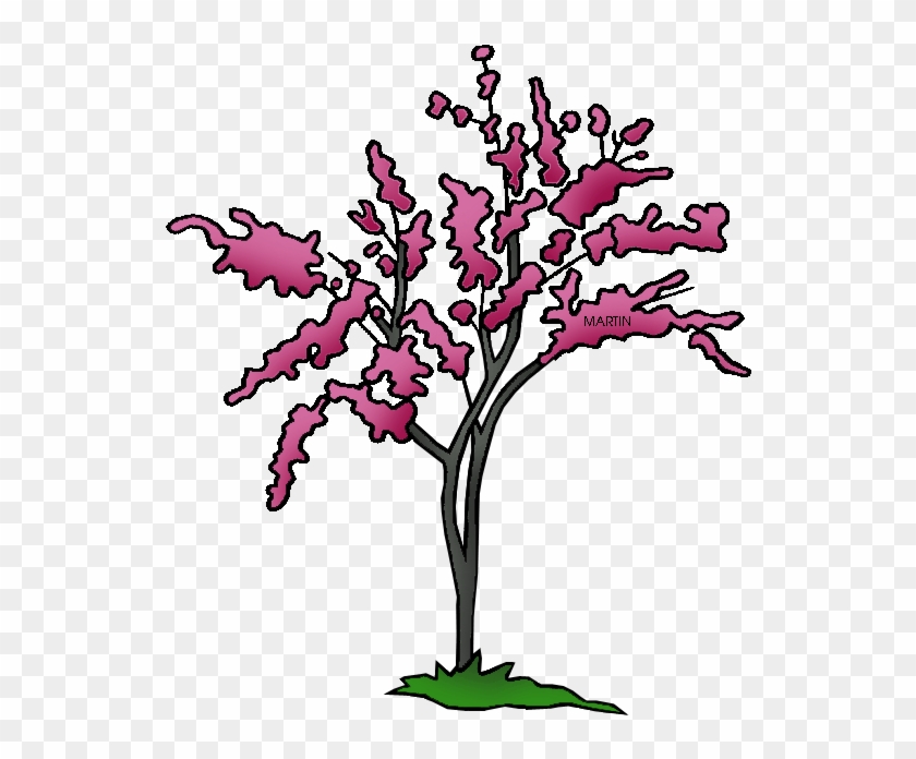 State Tree Of Oklahoma - Oklahoma State Tree Png #29363