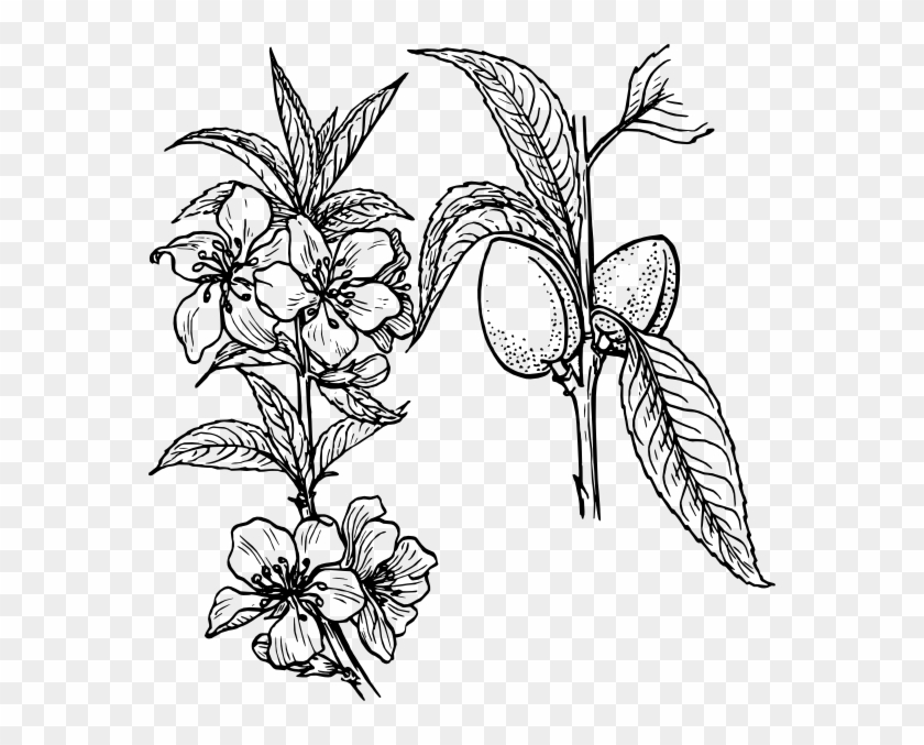 Almond Plant Clip Art - Plants And Flowers Drawing #29389