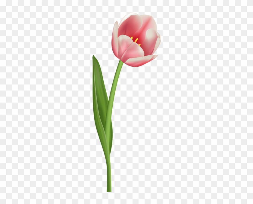 Open Tulip Transparent Png Clip Art Image - Open Tulip Png #29476