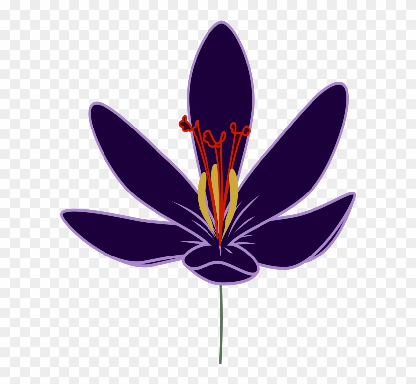 Crocus Blossom Png Images - Saffron Flower Clipart Png #29765