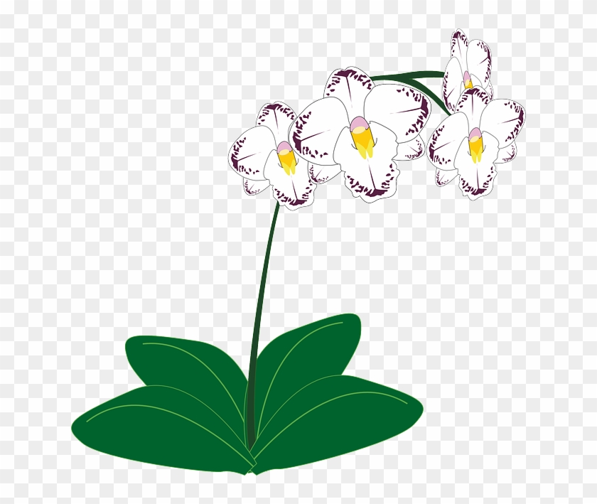 White Orchid, Flower, White - Clipart Orchid #29932