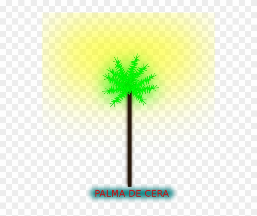 Palma De Cera Png Images - Sabal Palmetto #30070