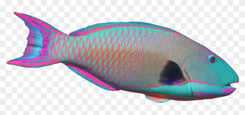 Clip Art Fish Realistic Clipart 85 Oi8mvd - Parrot Fish No Background #30352