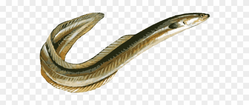 Free Clip Art Eel Images - Eel With No Background #30616