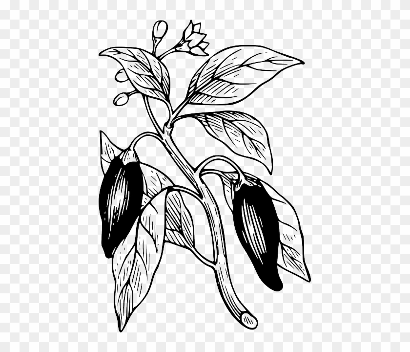 Capsicum Outline, Tree, Branch, Plant, Vine, Capsicum - Chilli Plant Animation Vector #30626