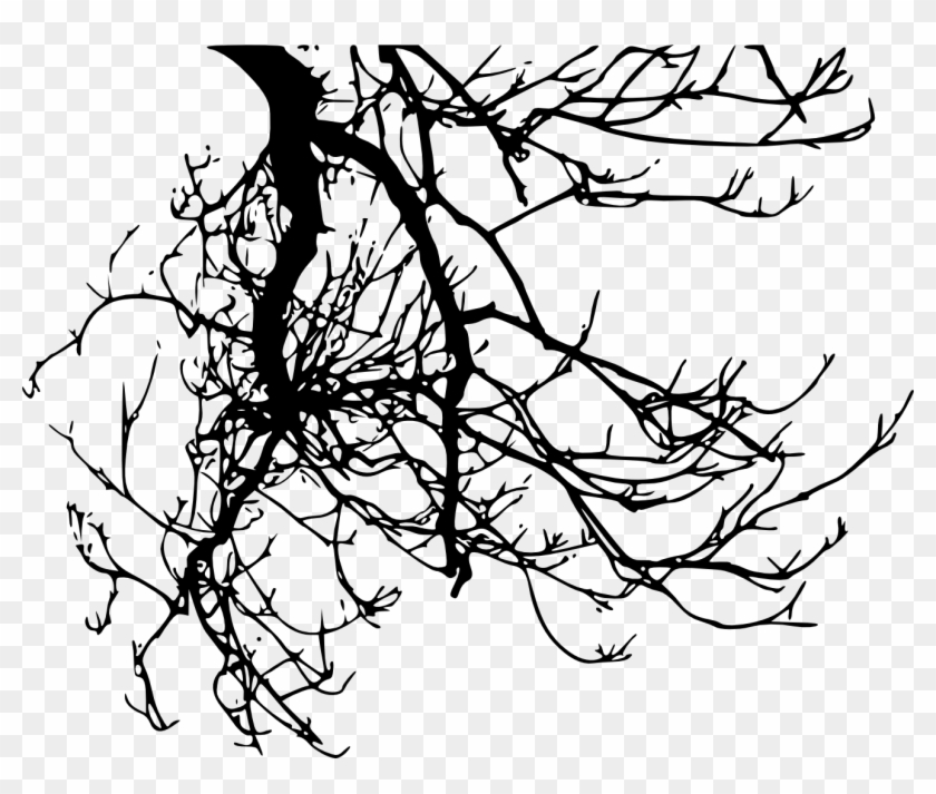 Silhouette Tree Branch - Branches Transparent #30644