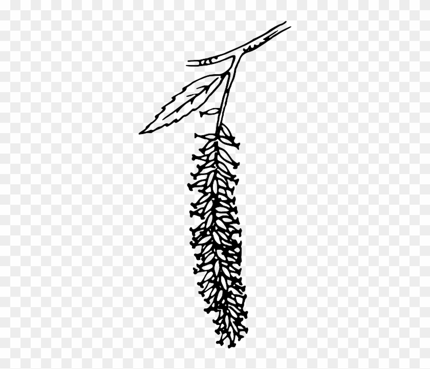 Outline, Tree, Branch, Plant, Vine, Catkin - Catkin Png #30750