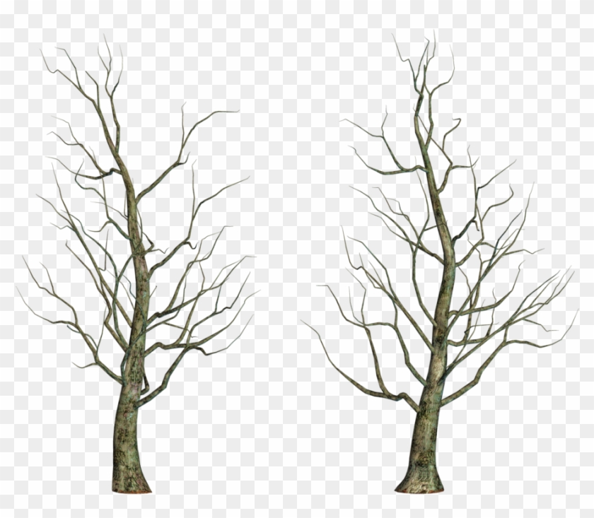 Leafless Tree Png Images - Tree #31040