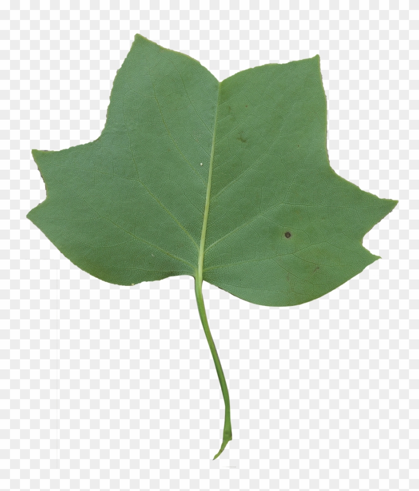 Leaf Clipart Tulip Tree - Tulip Poplar Leaf Tree #31101
