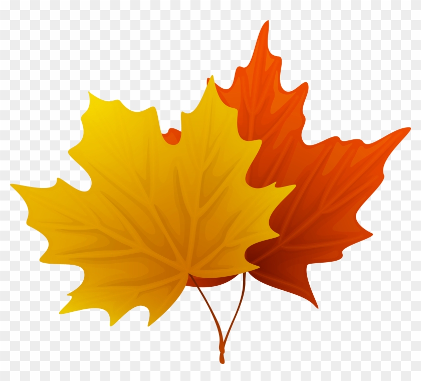 Clip Art Maple Leaf Dromgco - Maple Leaf Clip Art #31290