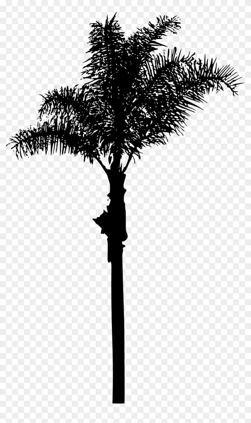 Free Download - Palm Trees #31842