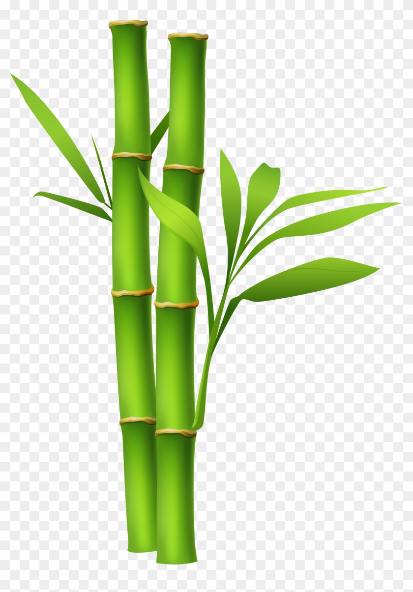 Bamboo Clipart Transparent - Bamboo Png #31850