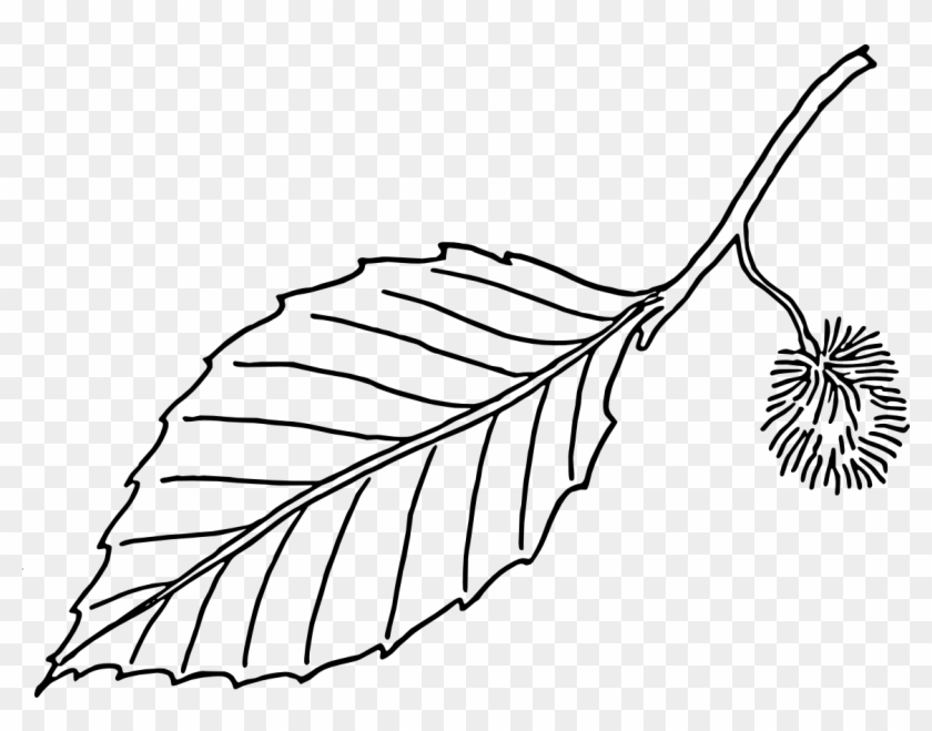 Clipart - Leaves - Black - And - White - Beech Leaf Outline #31914