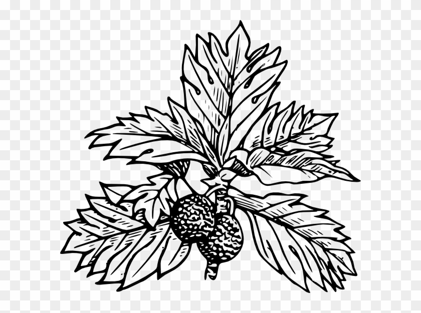 Free Vector Breadfruit Clip Art - Breadfruit Tree Clipart #32091