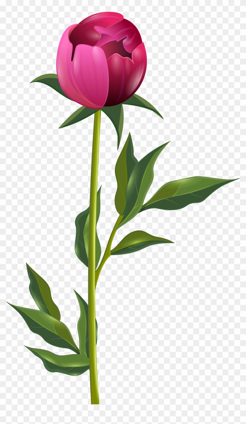 Peony Png Clip Art Imageu200b Gallery Yopriceville - Peony Png #32597