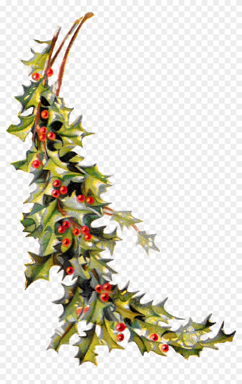 Christmas Holly Image Digital Clip Art Printable Crafting - Vintage Holly Png Transparent #32645