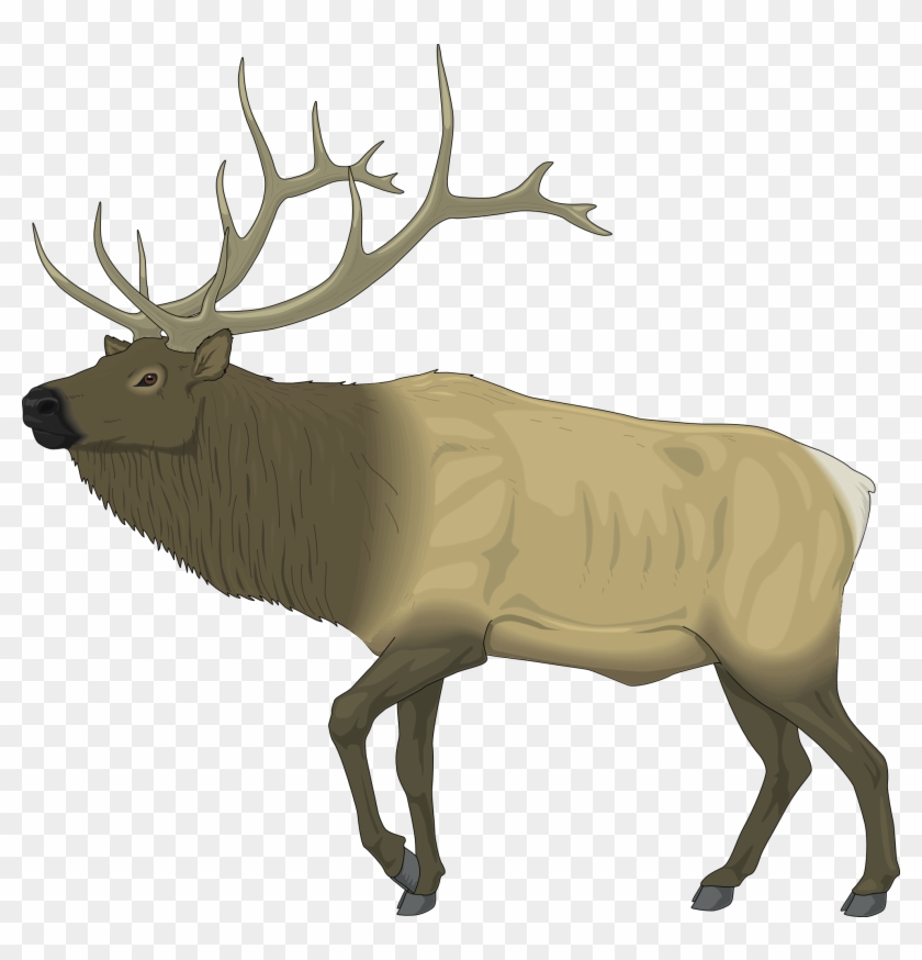 Reindeer Clip Art - Elk Clip Art Free #32657