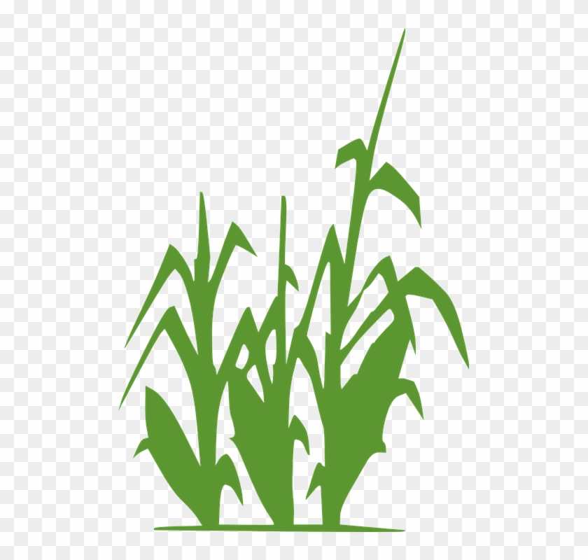 Corn Plant Green Wheat Agriculture Crop Field - Lacto-fermentation Of Human Excreta For Agricultural #32716