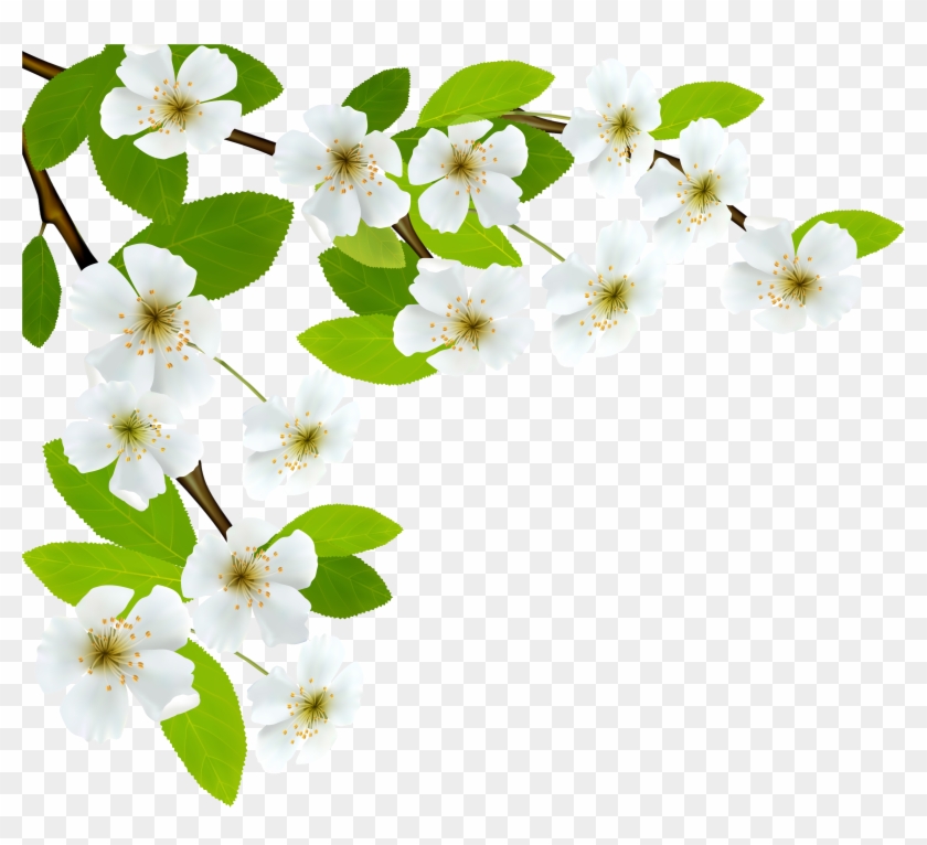 White Spring Branch Png Clipart Image - Branch Png Clipart #33044